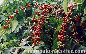 Ripe Mauna Kona Coffee Cherry!!