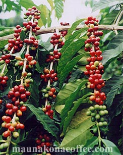 coffee farm